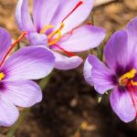 The Saffron Town of Kashmir-Pampore
