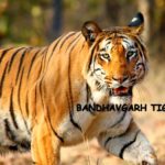 THE LAND OF TIGERS- BANDHAVGARH!