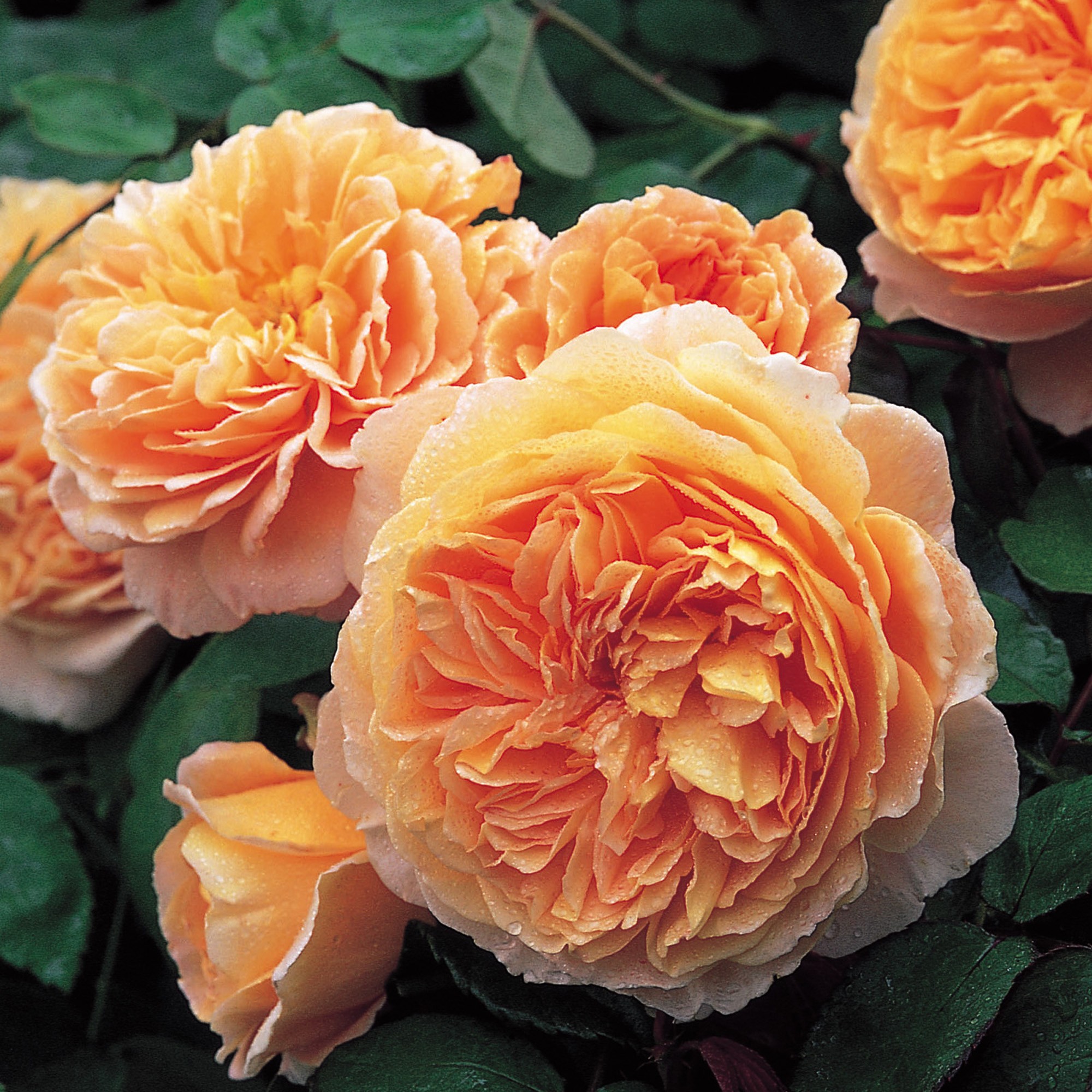 Juliet David Austin Rose Mammapina