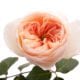 ROSE JULIET-$15 MILLION ONLY