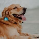 How Pets helps you to lead a healthy lifestyle