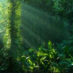 Brasil está llevando a cabo operaciones militares para proteger la selva tropical en el Amazonas