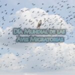 Día Mundial de las Aves Migratorias 2020 – Tema y significado