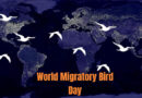 World Migratory Bird Day 2022 Theme to Focus on Light Pollution