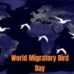 World Migratory Bird Day 2022 Theme to Focus on Light Pollution