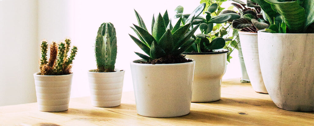 Healthy benefits of Indoor Plants