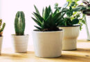 Healthy benefits of Indoor Plants