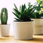 Healthy benefits of Indoor Plants