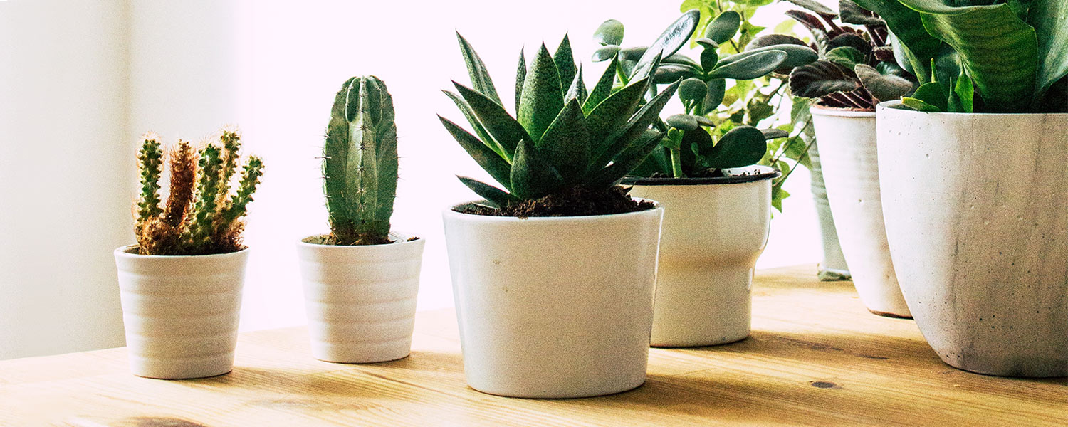 Healthy benefits of Indoor Plants   Swikriti's Blog