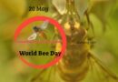 World Bee Day 20th May 2022