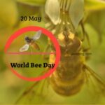 World Bee Day 20th May 2023 Theme