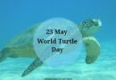 World Turtle Day 23rd May 2023