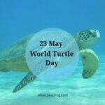 World Turtle Day 23rd May 2023