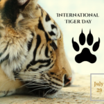 International Tiger Day, 29th July 2024