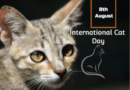 International Cat Day 8th August 2020