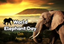 World Elephant Day 12th of August 2022