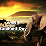 World Elephant Day 12th of August 2022