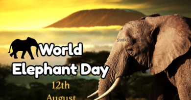 World Elephant Day 12th of August 2022