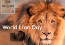 World Lion Day 10th August 2022