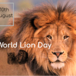 World Lion Day 10th August 2024