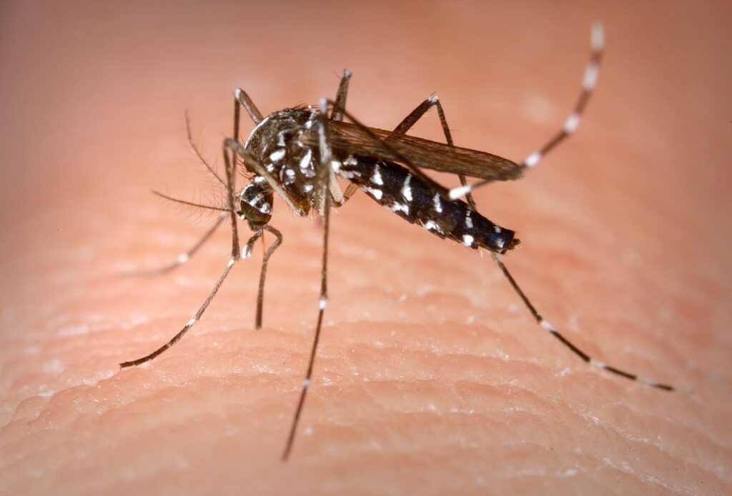 World Mosquito Day 2024 Theme