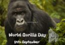 World Gorilla Day 24th September 2020