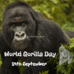 World Gorilla Day 24th September 2024