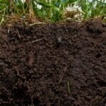 Journée mondiale des sols 2020 – Garder les sols vivants, protéger la biodiversité des sols