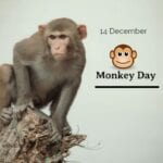 World Monkey Day 14th December 2022
