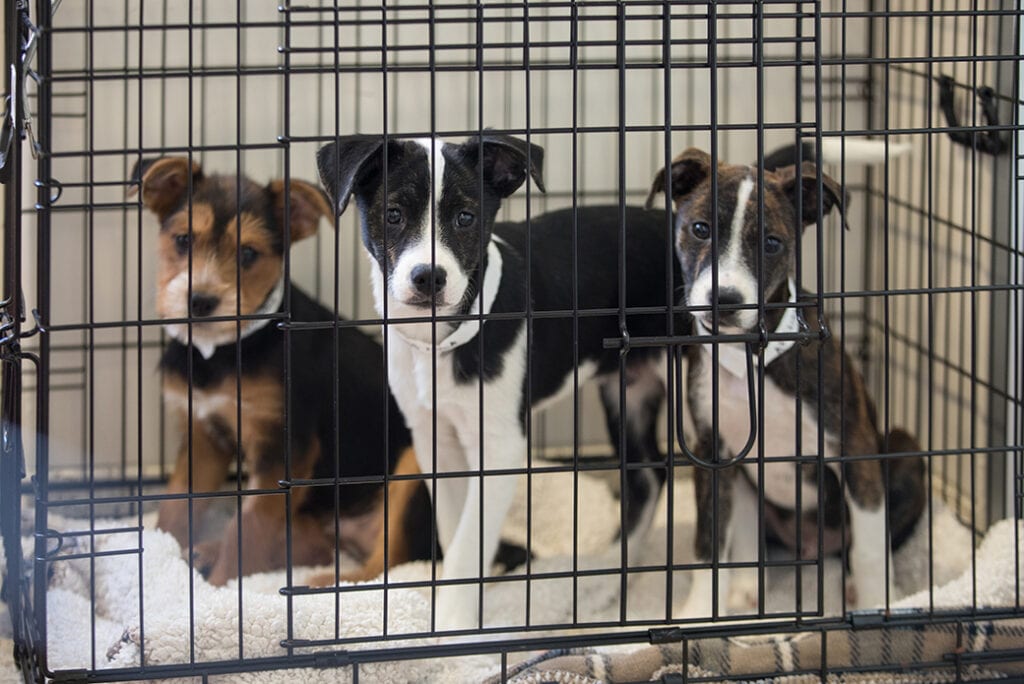 How you can help a Dog Shelter