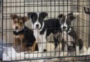How you can help a Dog Shelter
