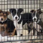 How you can help a Dog Shelter