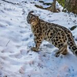 International Snow Leopard Day 23rd October 2021