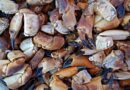 How to Cook Mouth Watering Stone Crab Claws