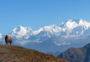 5 Reasons Why Sandakphu Phalut Trek Is A Must Do For Any Trekker?