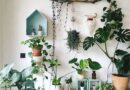 List of Air Purifying Indoor Plants