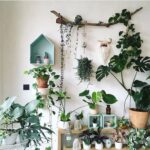 List of Air Purifying Indoor Plants
