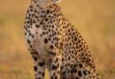 Cheetah From Namibia to India – Leopard Vs Cheetah, What’s the difference