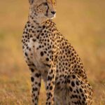 Cheetah From Namibia to India – Leopard Vs Cheetah, What’s the difference