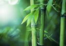 World Bamboo Day 18th September 2022 Theme