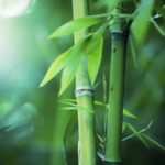 World Bamboo Day 18th September 2022 Theme