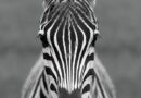 International Zebra Day 31st January 2023