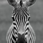 International Zebra Day 31st January 2023