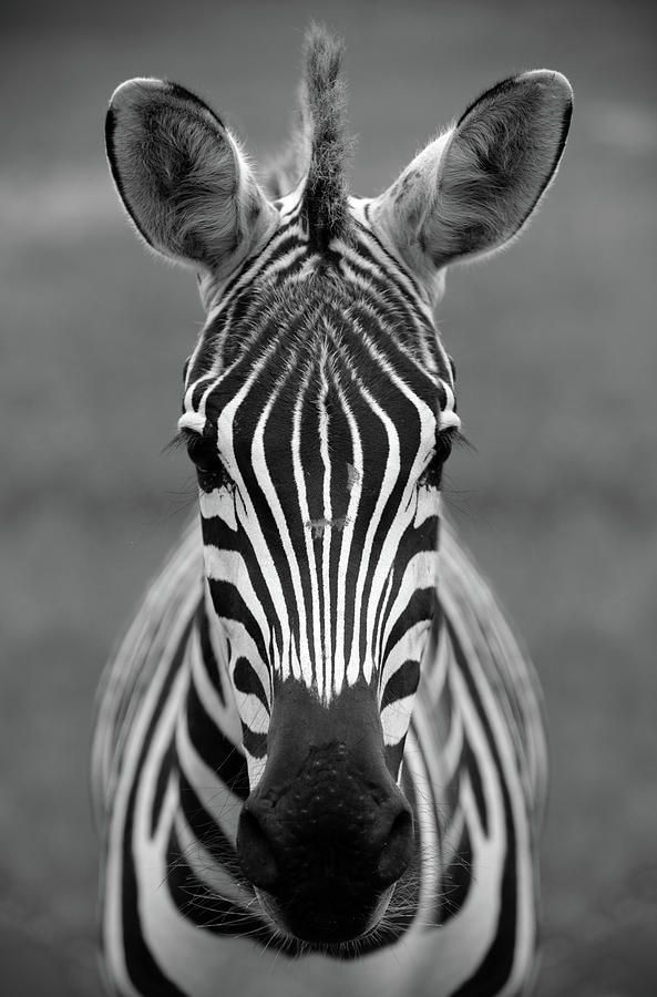 Zebra Day 