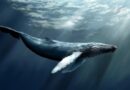 World Whale Day 19th February 2023