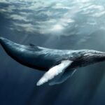 World Whale Day 19th February 2023
