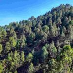 Different types of Trees found in Himalayan region