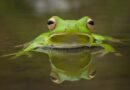 World Frog Day 20th March 2023