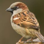 World Sparrow Day 2025 Theme