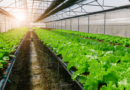 Ingenious Ways You Can Do with Agriculture: Unlocking the Potential of Sustainable Agriculture
